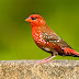 Red Munia