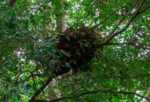 Хоббиты Флореса строили гнезда на деревьях