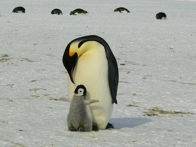 penguins in antarctica