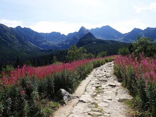 Na Hali Gąsienicowej - wierzbówka i Tatry Wysokie