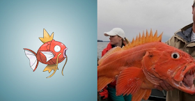 Magikarp - Yelloweye Rockfish