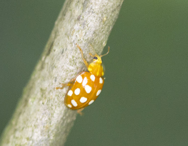 Orange Ladybird, Halyzia sedecimguttata, in a tree at the edge of the golf course.  Butterfly walk at High Elms Country Park, 14 July 2011.