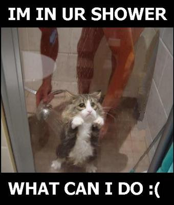 Funniest Picture: The Most Popular Funny Cat Pictures
