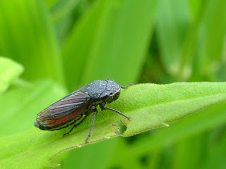 Cicadelle striée - Cuerna striata ou Cuerna septentrionalis