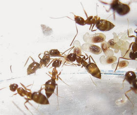 Worker ants of Nylanderia sp