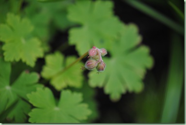 Geranium cantabrigiense '??'