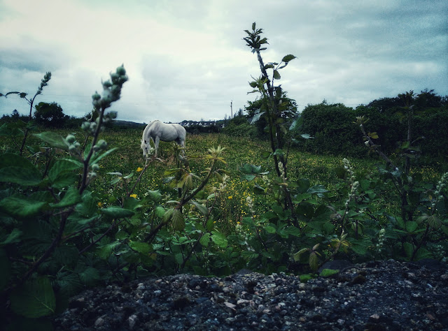 white horse in a beautiful green field