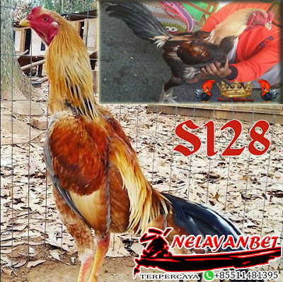 Sabung Ayam Bangkok Kulit Kuat dan Bulu Mengkilat