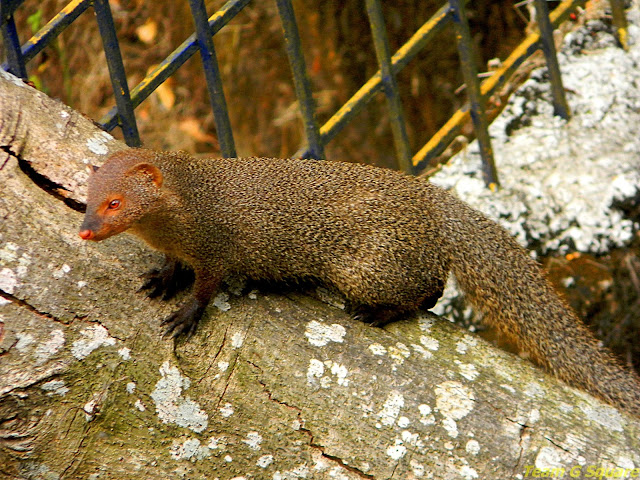 Wild Mongoose