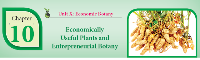 KALVISOLAI ONLINE TEST 103 - CLASS 12 BIOLOGY BOTANY - CHAPTER 10 ECONOMICALLY USEFUL PLANTS AND ENTREPRENEURIAL BOTANY - 1 MARK QUESTIONS - ONLINE TEST