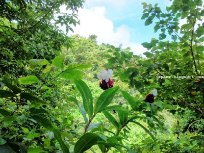 Curug Puncak Manik, Geo Park Ciletuh, Sukabumi