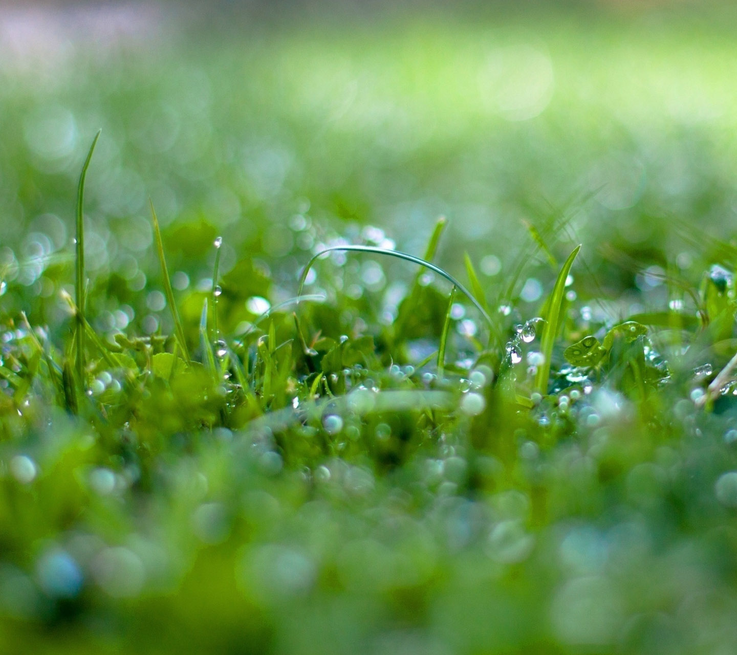 Galaxy S3 Wallpaper - Wet Grass Bokeh - HD Wallpapers - 9to5Wallpapers