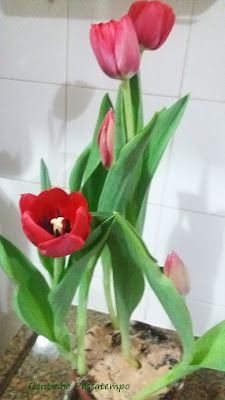 Tulipas - lindas