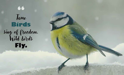 Inspirational Bird Quotes