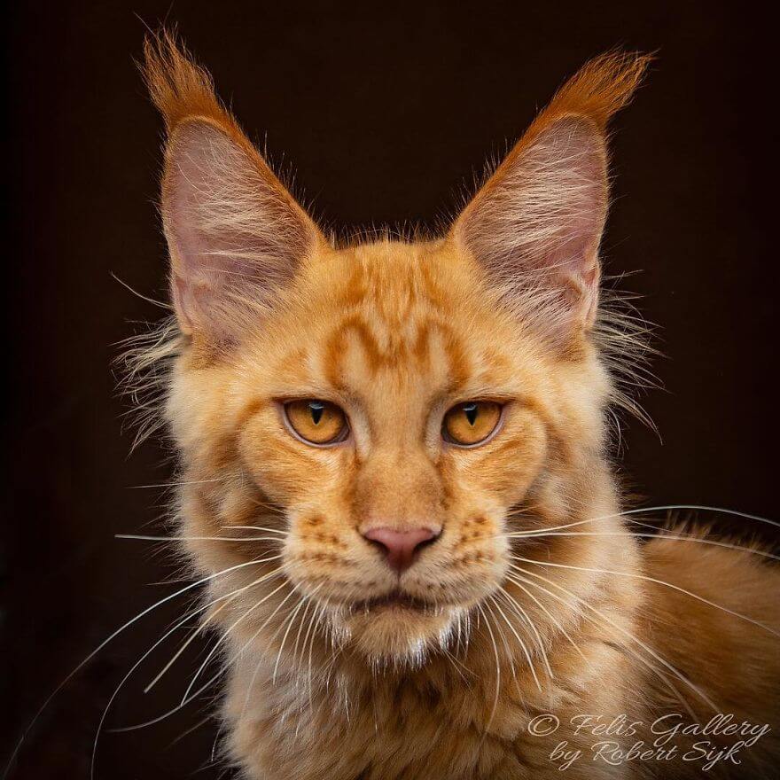 44 Breathtaking Pictures Show The Majestic Beauty Of Maine Coons