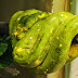 Green tree phython