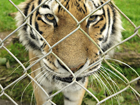 Dartmoor Zoo