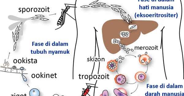 Buatlah Skema Siklus Hidup Plasmodium Sp Penyebab Penyakit