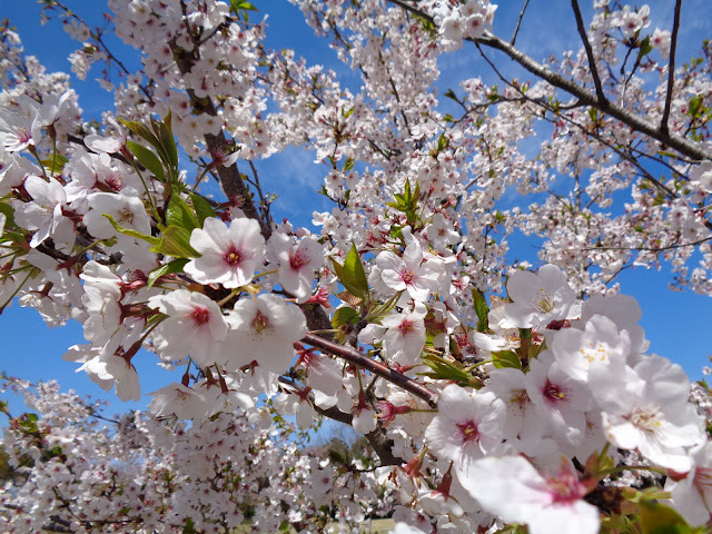 弥生の館むきばんだのソメイヨシノ桜