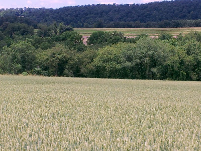 Focus on life: Green: Wheat Fields at Mertz Farms, Keystone Shooting Park, Dalmatia, Pennsylvania :: All Pretty Things