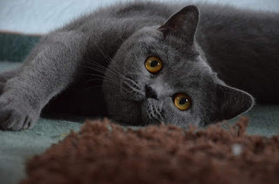 14- القطط البريطانية صاحبة الشعر القصير. British Shorthair