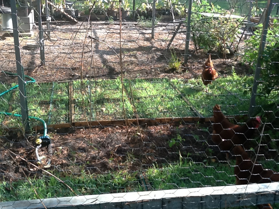 Shamrock Aquaponic Farm