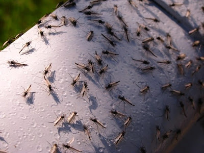 Jutaan Nyamuk Serbu Desa di Rusia (Foto)