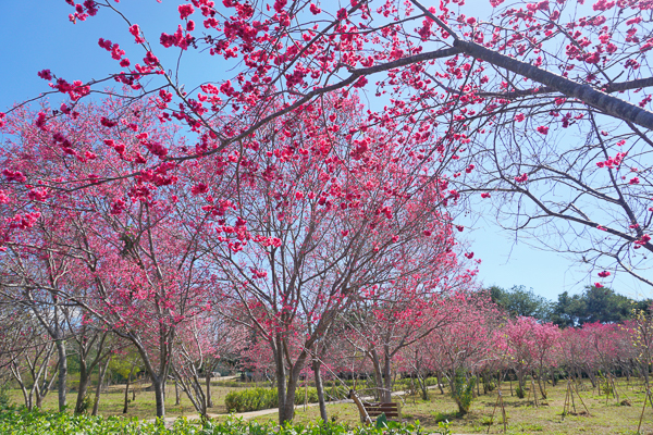 台中新社鳥銃頭櫻花公園秘境，櫻花林有綠地，賞花休閒好去處