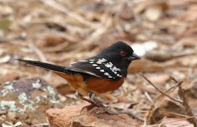 Spotted Towhee raised crown feathers