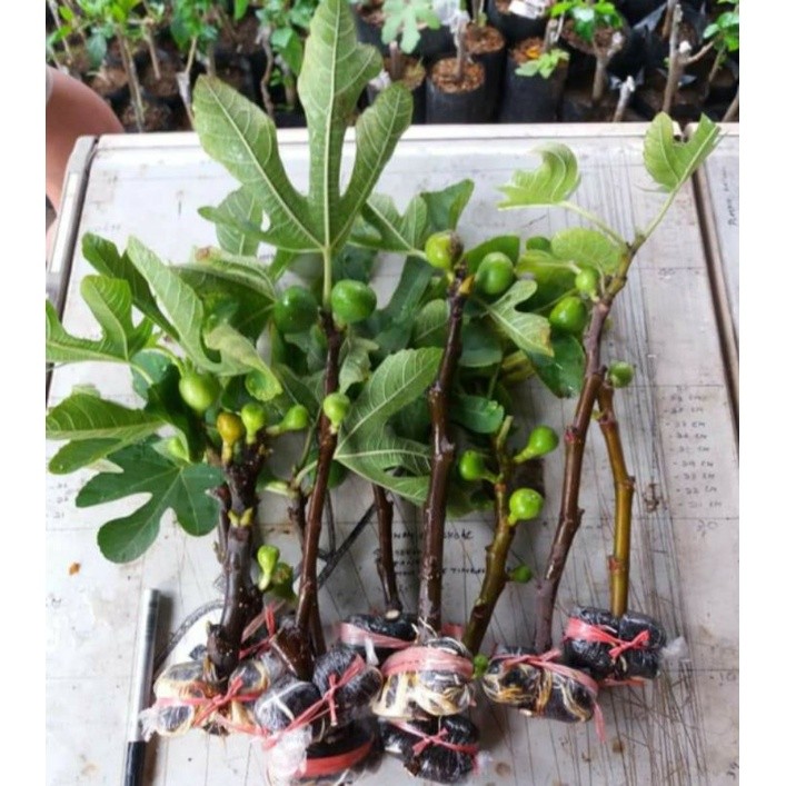 jual bibit buah tin kuning jumbo cepat berbuah terpopuler Jawa Tengah