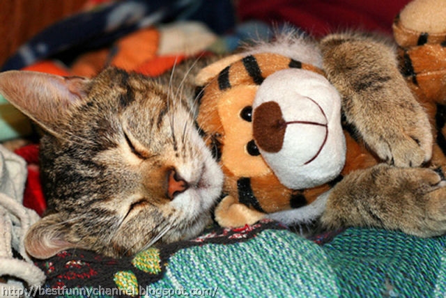 Cat sleeping in toy.