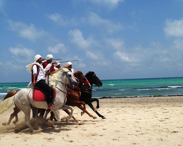 Djerba, Tunisia, Horses, Sea, Beach, Oceans, Sand, Africa, Tour, Travel, 