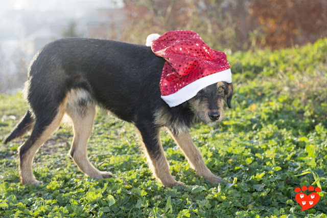 Body language quiz: How can I tell if my dog is afraid? Look at this mixed breed dog in a Santa hat