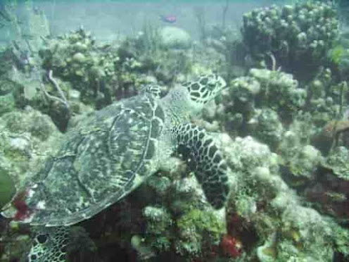 Green Sea Turtles Facts