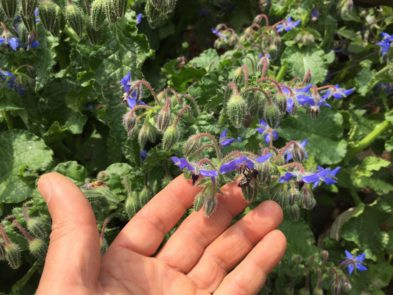 Borage is so popular with bees and other beneficial insects to the garden, which means it helps ensure tomato plants are well pollinated.