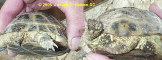 Anatomical Difference of a Male and Female Tortoises