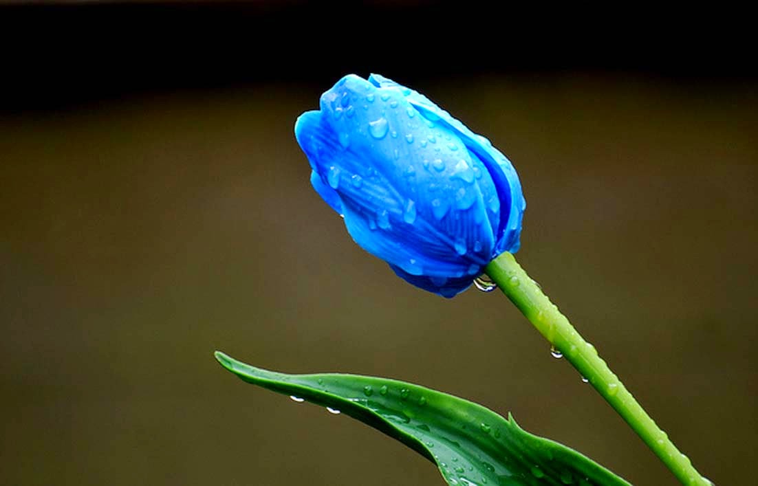 Arti Bunga  Tulip  Berdasarkan Warnanya Gambar Gambar Bunga 