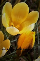 flor-crocus-goldilocks