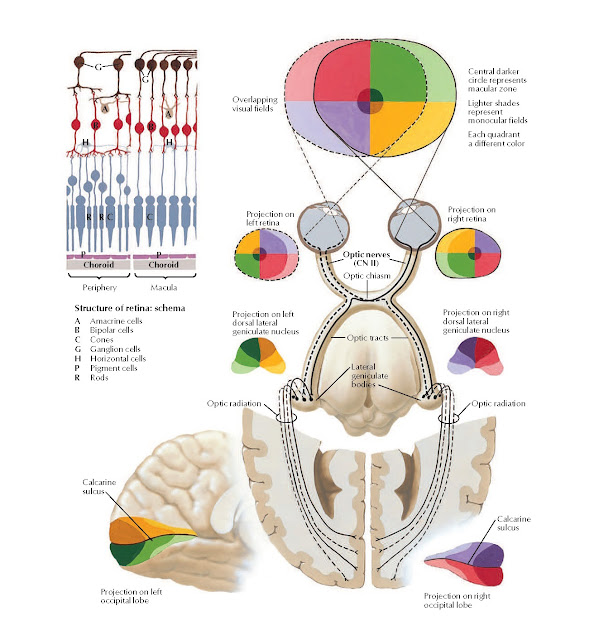 Optic Nerve (CN II) (Visual Pathway): Schema Anatomy