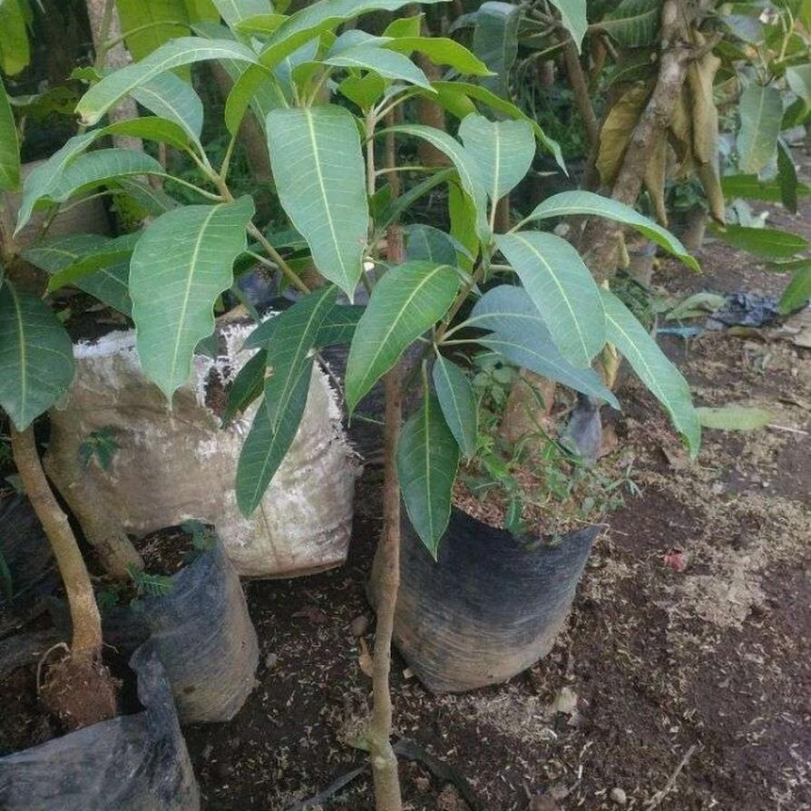 bibit mangga kelapa super manis mutu unggul Nimbokrang