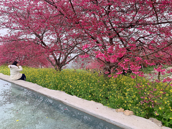 南投水里阿本農場櫻花秘境欣賞三色櫻花，波斯菊油菜花也好美