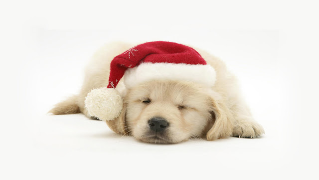 Free Christmas Puppy Dog HD Wallpapers for iPhone 5