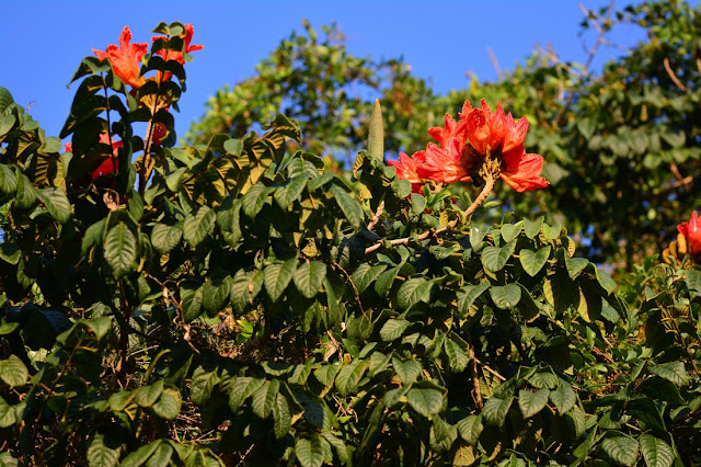 Spathodea campanulata