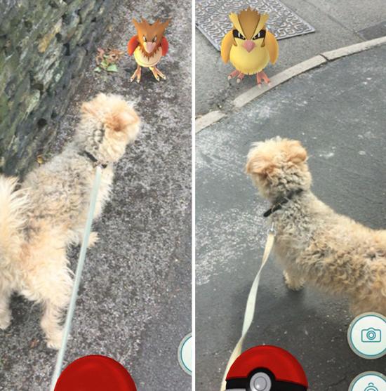 LIhatlah Foto-foto Ini Hanya Bisa Kamu Temukan Jika Main Pokemon GO