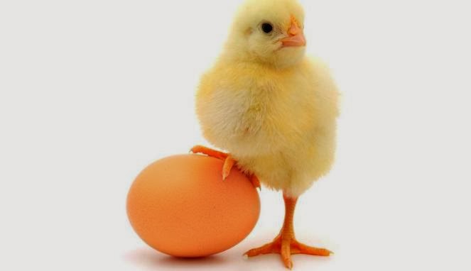 57+ Baru Gambar Kartun Telur Ayam