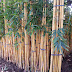 Jual Pohon Bambu Panda Murah ,Tukang Taman Bogor,Jual Aneka Pohon Hias Dan Pelindung