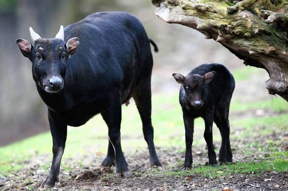 Anoa Hewan  Endemik  Sulawesi  yang  Terancam Punah karena 