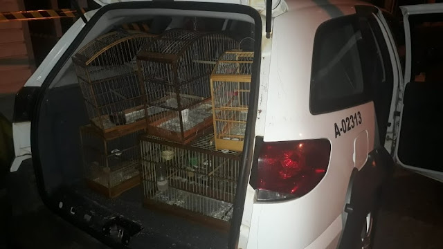 Polícia Ambiental resgata aves mantidas irregularmente em cativeiro a aplica R$ 4 mil em multas