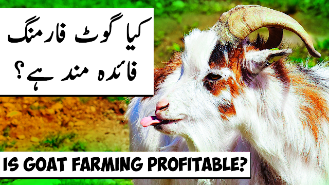 گوٹ فارمنگ کے فوائد Is Goat Farming PROFITABLE in Pakistan? Success, Benefits & Failures Reasons of Goats Grazing & Farming in Urdu Hindi HD