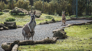  Fauna atau biasa disebut Dunia Hewan dimana mereka sanggup hidup di cuilan dunia manapun Kumpulan Gambar Hewan di Australia 